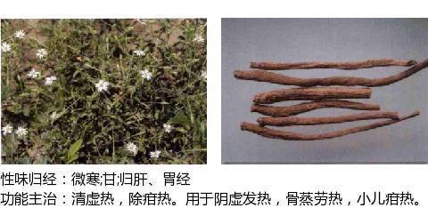 清虚热药